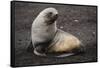 Portrait of an Antarctic fur seal (Arctocephalus gazella), Deception Island, Antarctica, Polar Regi-Sergio Pitamitz-Framed Stretched Canvas