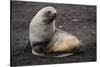 Portrait of an Antarctic fur seal (Arctocephalus gazella), Deception Island, Antarctica, Polar Regi-Sergio Pitamitz-Stretched Canvas