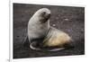 Portrait of an Antarctic fur seal (Arctocephalus gazella), Deception Island, Antarctica, Polar Regi-Sergio Pitamitz-Framed Photographic Print