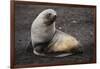 Portrait of an Antarctic fur seal (Arctocephalus gazella), Deception Island, Antarctica, Polar Regi-Sergio Pitamitz-Framed Photographic Print