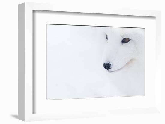 Portrait Of An Arctic Fox (Vulpes Lagopus), Captive, Norway, February-Edwin Giesbers-Framed Photographic Print