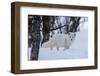 Portrait of an arctic fox, Vulpes lagopus, in the snow. Polar Park, Bardu, Troms, Norway.-Sergio Pitamitz-Framed Photographic Print