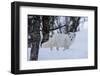 Portrait of an arctic fox, Vulpes lagopus, in the snow. Polar Park, Bardu, Troms, Norway.-Sergio Pitamitz-Framed Photographic Print