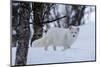 Portrait of an arctic fox, Vulpes lagopus, in the snow. Polar Park, Bardu, Troms, Norway.-Sergio Pitamitz-Mounted Photographic Print