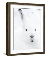 Portrait of an Arctic Snow Hare, North East Greenland-Uri Golman-Framed Photographic Print