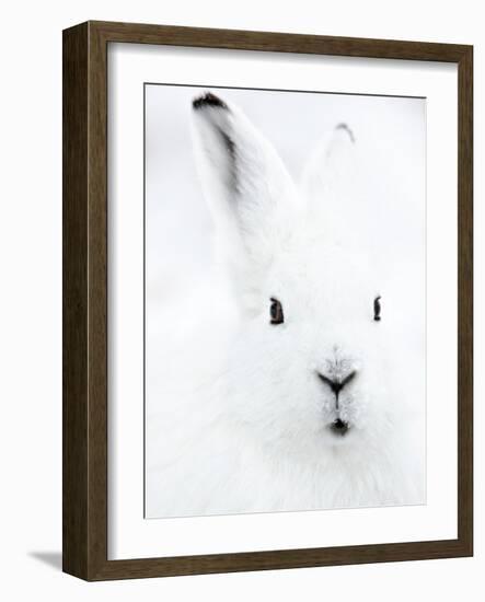 Portrait of an Arctic Snow Hare, North East Greenland-Uri Golman-Framed Photographic Print