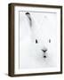 Portrait of an Arctic Snow Hare, North East Greenland-Uri Golman-Framed Photographic Print