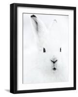 Portrait of an Arctic Snow Hare, North East Greenland-Uri Golman-Framed Photographic Print