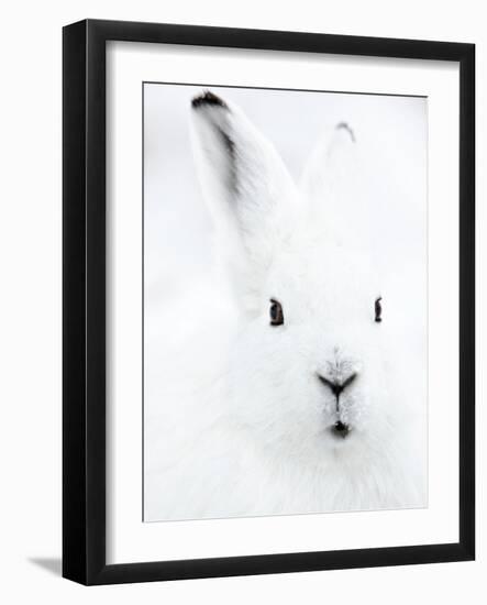 Portrait of an Arctic Snow Hare, North East Greenland-Uri Golman-Framed Photographic Print