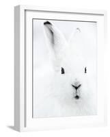 Portrait of an Arctic Snow Hare, North East Greenland-Uri Golman-Framed Photographic Print