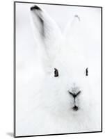 Portrait of an Arctic Snow Hare, North East Greenland-Uri Golman-Mounted Photographic Print