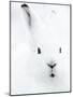 Portrait of an Arctic Snow Hare, North East Greenland-Uri Golman-Mounted Photographic Print