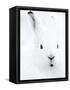 Portrait of an Arctic Snow Hare, North East Greenland-Uri Golman-Framed Stretched Canvas