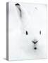 Portrait of an Arctic Snow Hare, North East Greenland-Uri Golman-Stretched Canvas