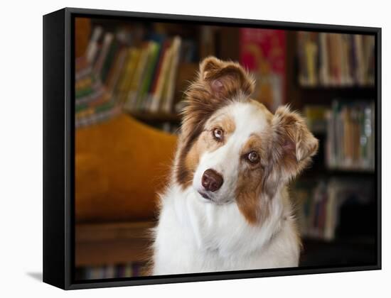 Portrait of an Australian Shepherd in the Library-Zandria Muench Beraldo-Framed Stretched Canvas