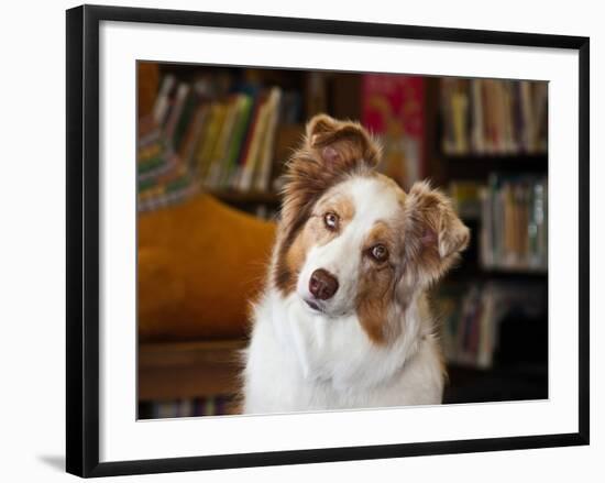 Portrait of an Australian Shepherd in the Library-Zandria Muench Beraldo-Framed Photographic Print