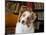 Portrait of an Australian Shepherd in the Library-Zandria Muench Beraldo-Mounted Photographic Print