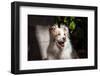 Portrait of an Australian Shepherd-Zandria Muench Beraldo-Framed Photographic Print