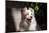 Portrait of an Australian Shepherd-Zandria Muench Beraldo-Mounted Photographic Print