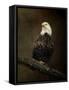 Portrait of an Eagle-Jai Johnson-Framed Stretched Canvas