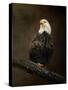 Portrait of an Eagle-Jai Johnson-Stretched Canvas