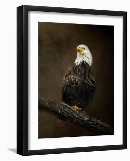 Portrait of an Eagle-Jai Johnson-Framed Giclee Print