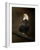 Portrait of an Eagle-Jai Johnson-Framed Giclee Print