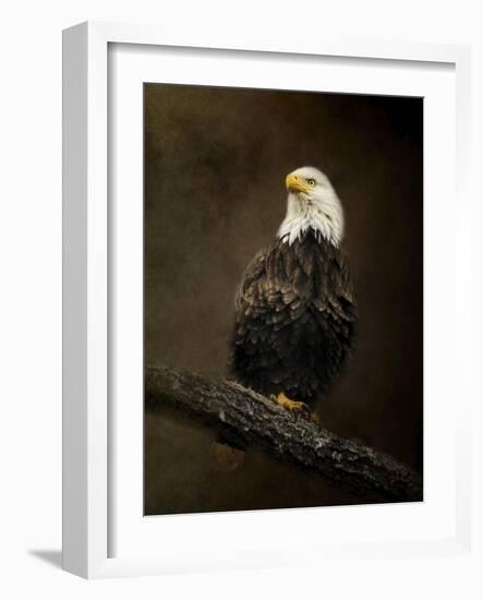 Portrait of an Eagle-Jai Johnson-Framed Giclee Print