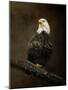 Portrait of an Eagle-Jai Johnson-Mounted Giclee Print