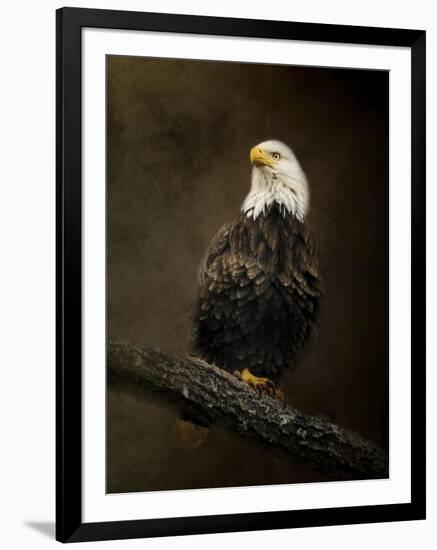 Portrait of an Eagle-Jai Johnson-Framed Giclee Print