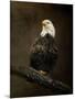 Portrait of an Eagle-Jai Johnson-Mounted Giclee Print