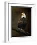 Portrait of an Eagle-Jai Johnson-Framed Giclee Print