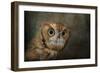 Portrait of an Eastern Screech Owl-Jai Johnson-Framed Giclee Print