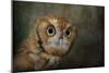Portrait of an Eastern Screech Owl-Jai Johnson-Mounted Giclee Print