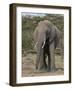 Portrait of an Elephant Full Bleed-Martin Fowkes-Framed Giclee Print