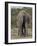 Portrait of an Elephant Full Bleed-Martin Fowkes-Framed Giclee Print