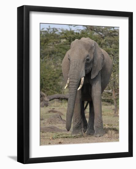 Portrait of an Elephant Full Bleed-Martin Fowkes-Framed Giclee Print