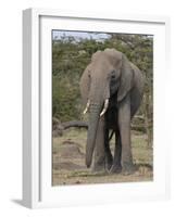 Portrait of an Elephant Full Bleed-Martin Fowkes-Framed Giclee Print