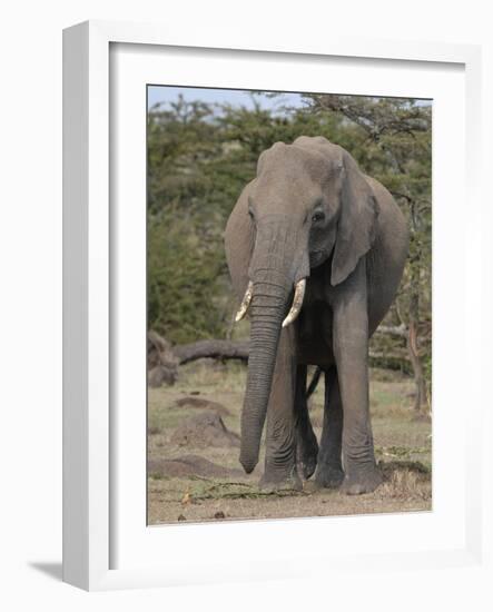 Portrait of an Elephant Full Bleed-Martin Fowkes-Framed Giclee Print