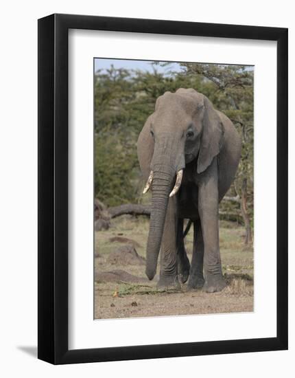 Portrait of an Elephant-Martin Fowkes-Framed Giclee Print