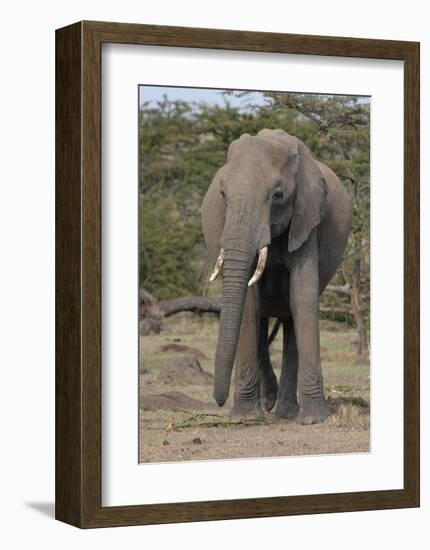 Portrait of an Elephant-Martin Fowkes-Framed Giclee Print