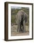 Portrait of an Elephant-Martin Fowkes-Framed Giclee Print