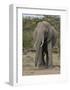 Portrait of an Elephant-Martin Fowkes-Framed Giclee Print