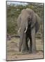 Portrait of an Elephant-Martin Fowkes-Mounted Giclee Print