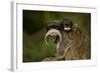 Portrait of an Emperor Tamarin (Saguinus Imperator) Mother with Baby. Captive. Endemic to Peru-Mark Bowler-Framed Photographic Print