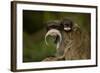 Portrait of an Emperor Tamarin (Saguinus Imperator) Mother with Baby. Captive. Endemic to Peru-Mark Bowler-Framed Photographic Print