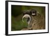 Portrait of an Emperor Tamarin (Saguinus Imperator) Mother with Baby. Captive. Endemic to Peru-Mark Bowler-Framed Photographic Print