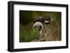 Portrait of an Emperor Tamarin (Saguinus Imperator) Mother with Baby. Captive. Endemic to Peru-Mark Bowler-Framed Photographic Print
