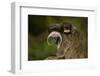 Portrait of an Emperor Tamarin (Saguinus Imperator) Mother with Baby. Captive. Endemic to Peru-Mark Bowler-Framed Photographic Print