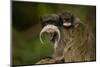 Portrait of an Emperor Tamarin (Saguinus Imperator) Mother with Baby. Captive. Endemic to Peru-Mark Bowler-Mounted Photographic Print